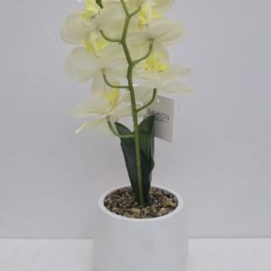 ORNAMENTAL WHITE ORCHID PLANT