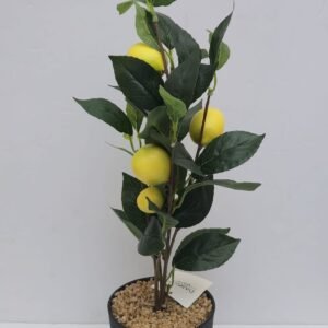 LEMON TREE ORNAMENTAL PLANT