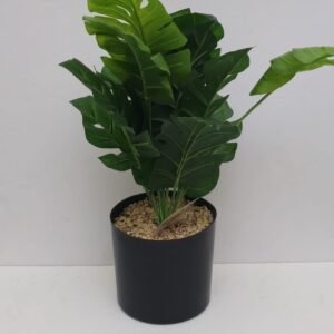 SWISS CHEESE PLANT