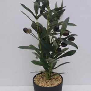 OLIVE TREE IN POT