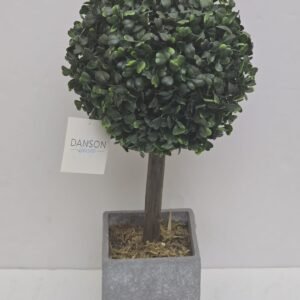 BOXWOOD BALL TREE PLANT IN CEMENT POT