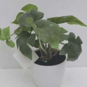 ORNAMENTAL POTHOS PLANT