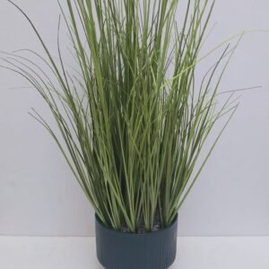 LEMON GRASS IN POT