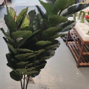 FICUS LYRATA POTTED PLANT