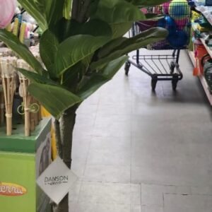 FIDDLE LEAF FIG PLANT LARGE PLANT